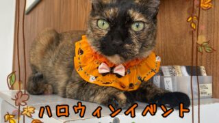 🎃ハロウィンイベント情報🎃