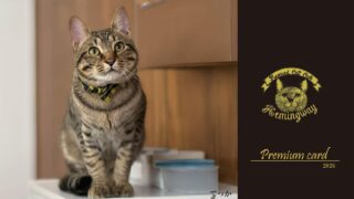 ✨️プレミアムカード紹介✨️